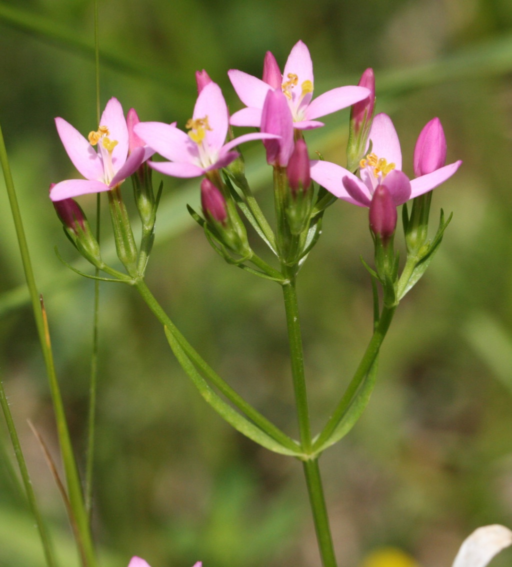 Common Centaury | NatureSpot