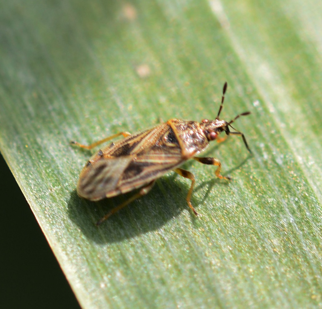 Bulrush Bug | NatureSpot