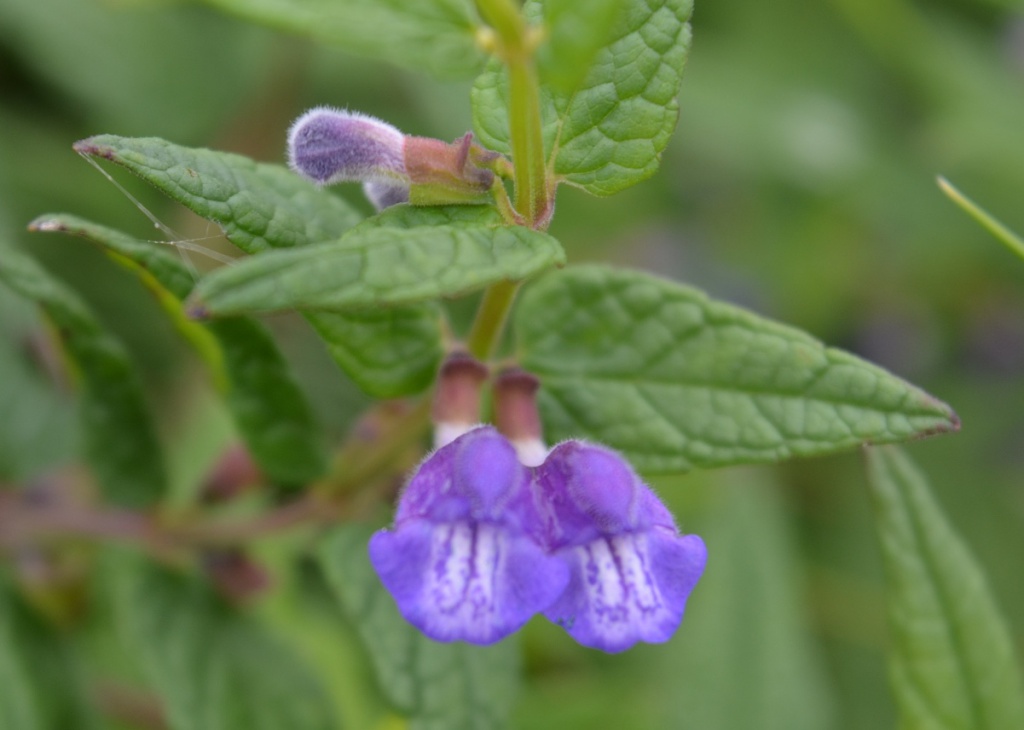Skullcap uk clearance