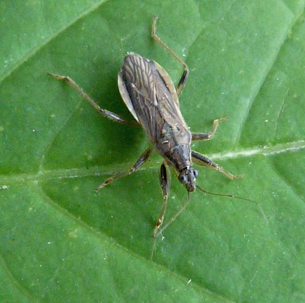 Grey Damsel Bug | NatureSpot