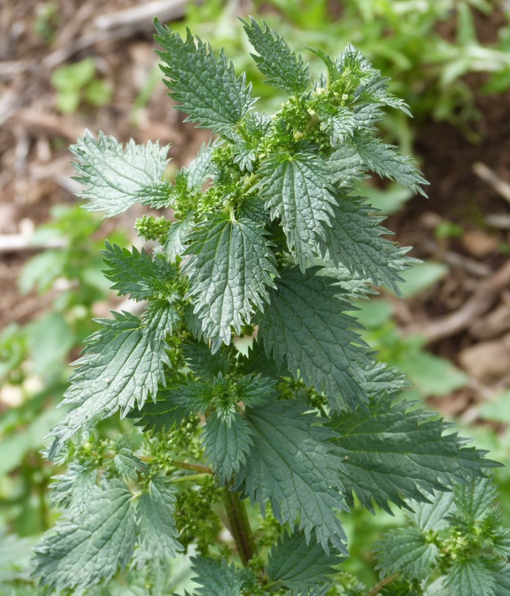 Small Nettle | NatureSpot