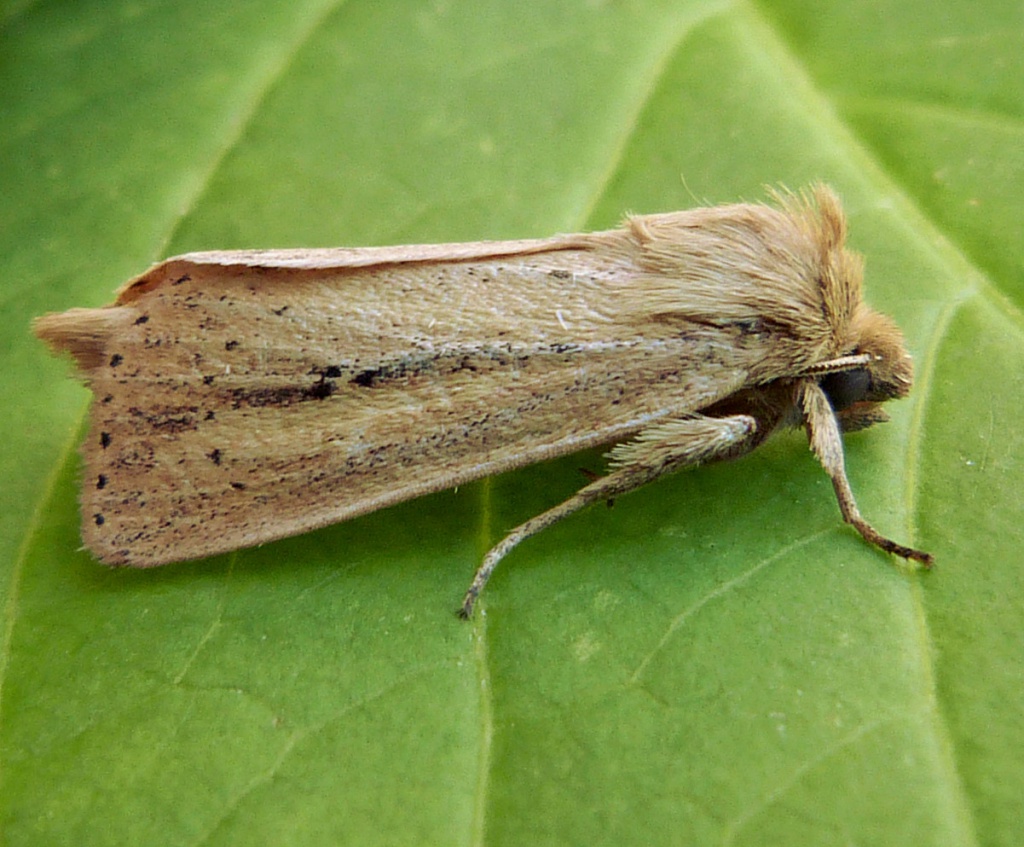 Webb's Wainscot | NatureSpot