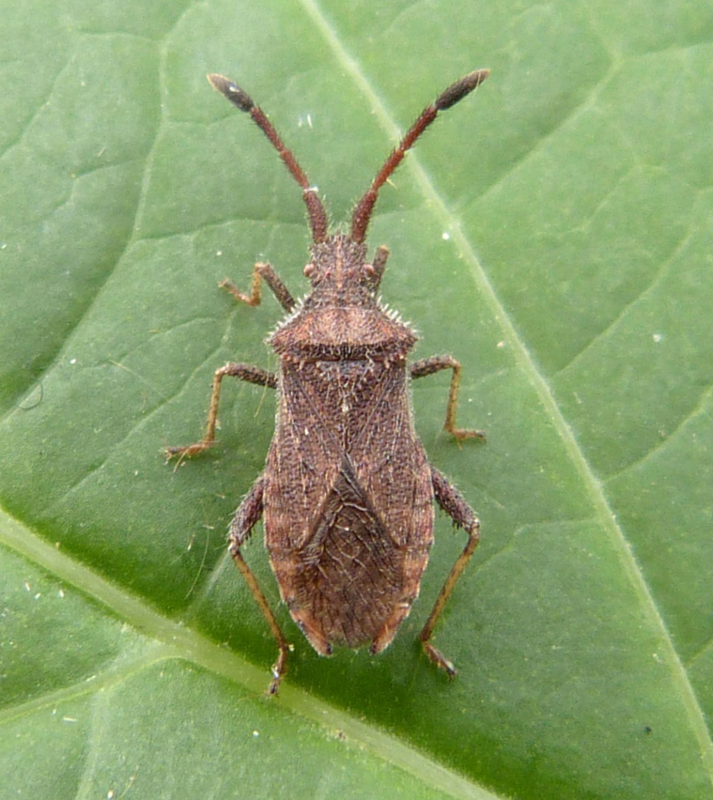 Denticulate Leatherbug | NatureSpot