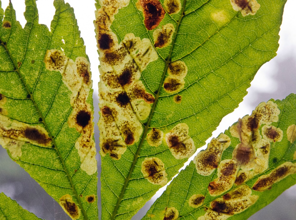 Horsechestnut Leafminer NatureSpot