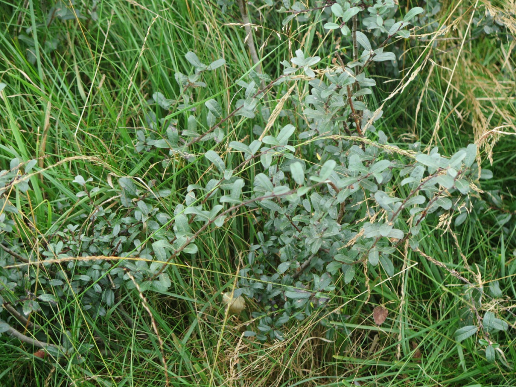 What Does Creeping Willow Mean at Mary Stubbs blog