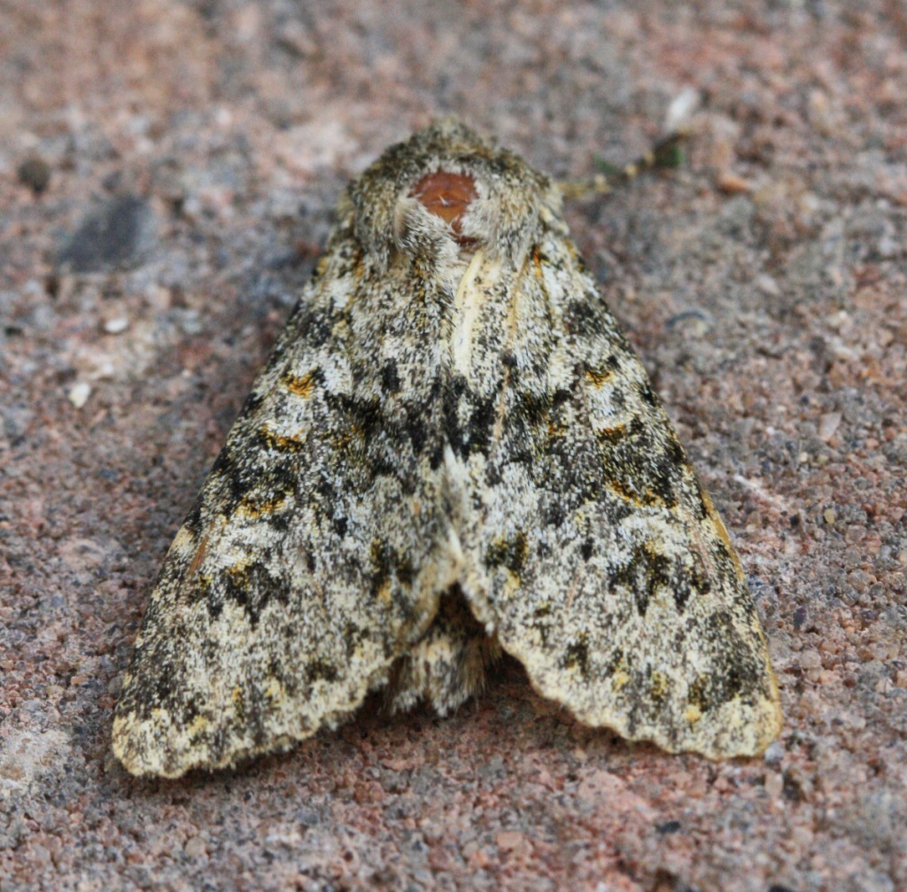 Large Ranunculus | NatureSpot