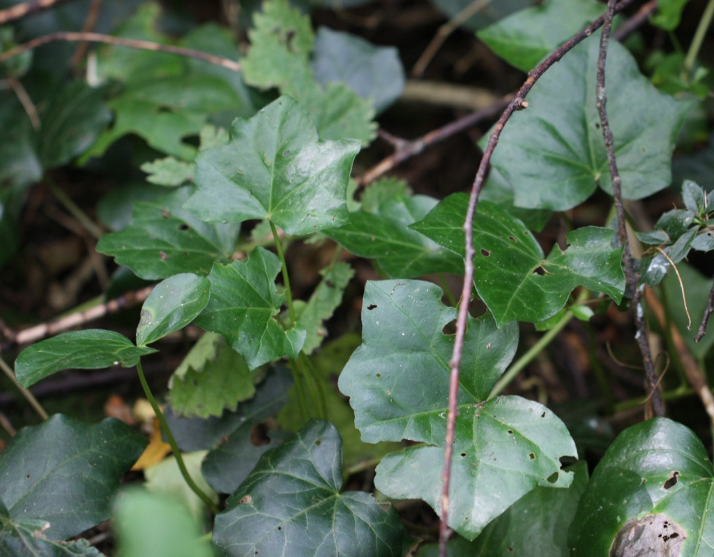 Ivy - Wild Flower Finder