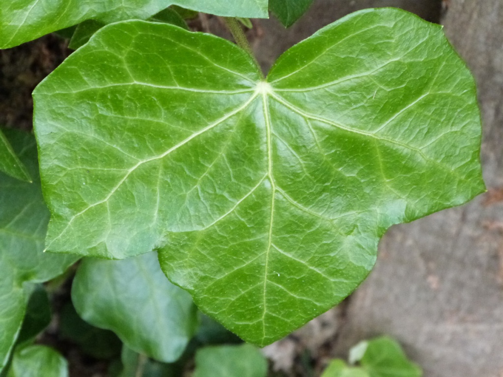 Ivy - Wild Flower Finder