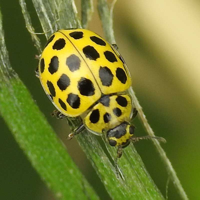 The 12 Most Common Ladybirds NatureSpot