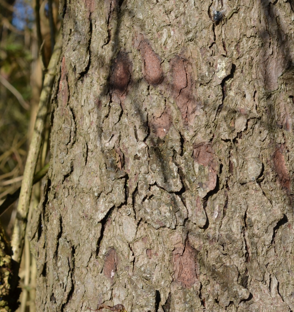 Sitka Spruce | NatureSpot