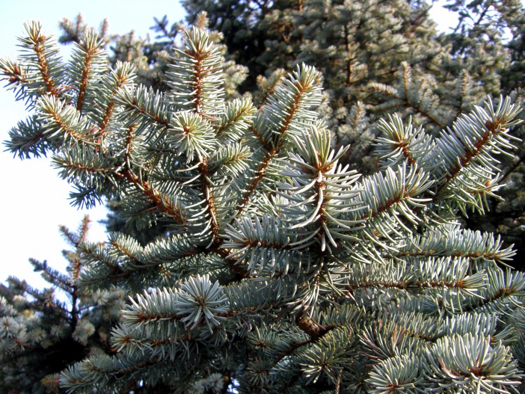 Atlas Cedar | NatureSpot