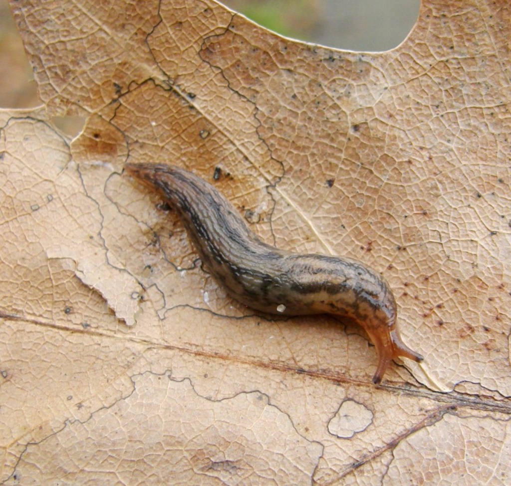 Balkan Threeband Slug | NatureSpot