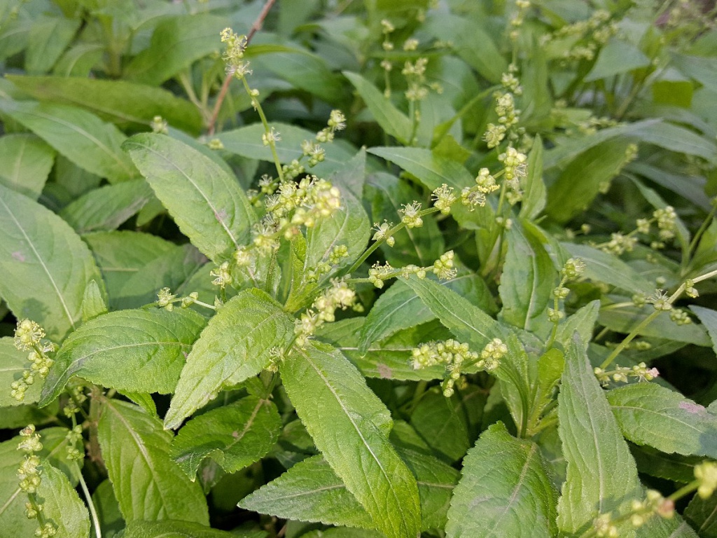 Dog's Mercury | NatureSpot