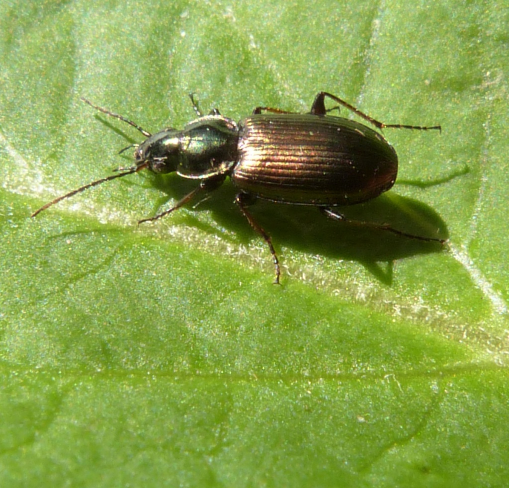 Agonum muelleri | NatureSpot