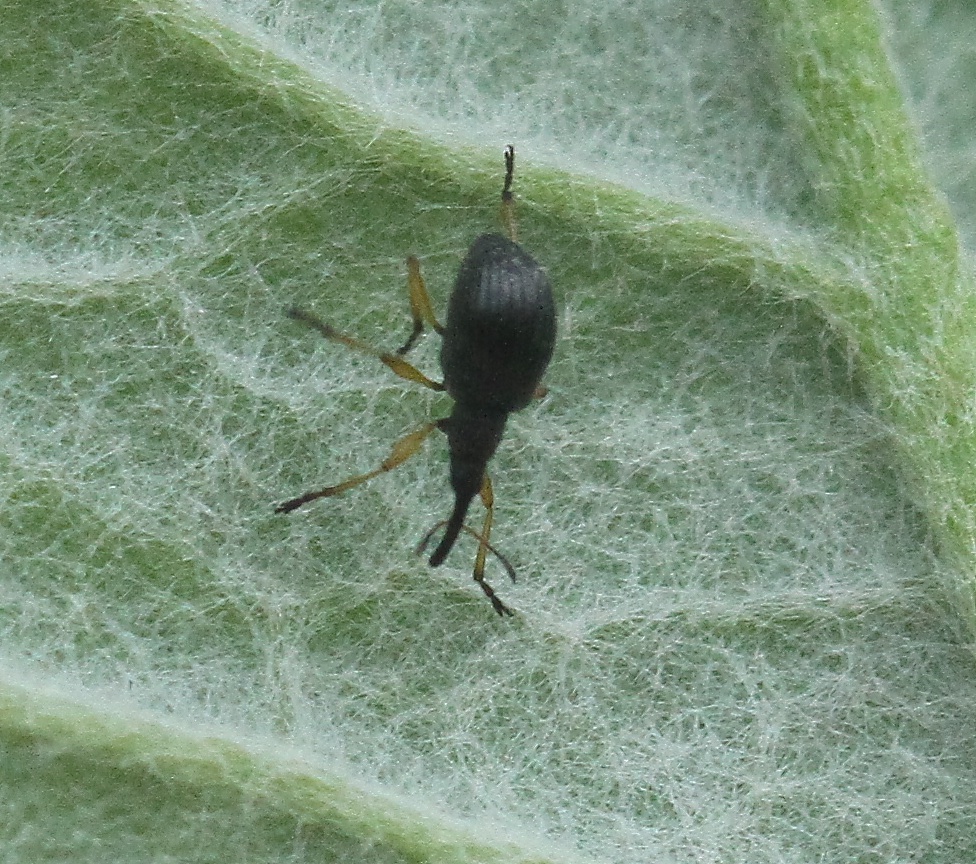 White Clover Seed Weevil | NatureSpot