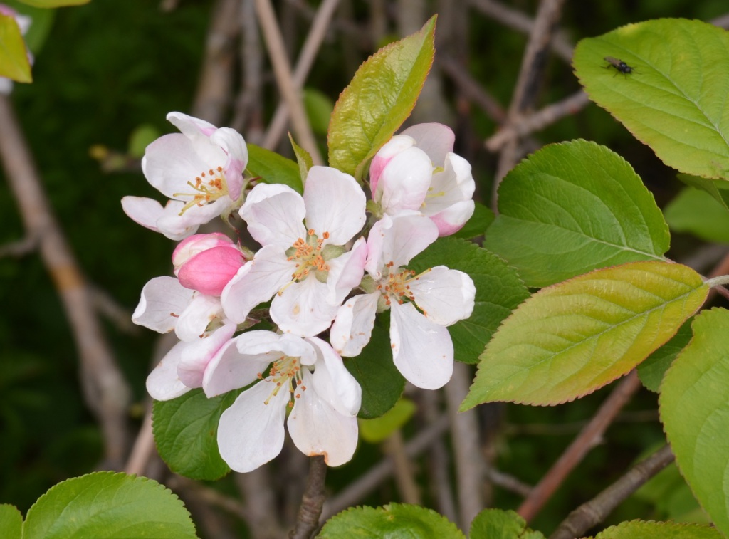 Crab Apple | NatureSpot