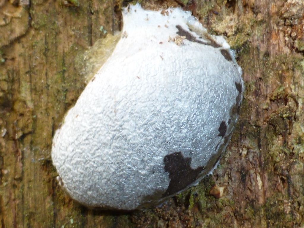 White slime mould (poss Enteridium lycoperdon), Growing on …