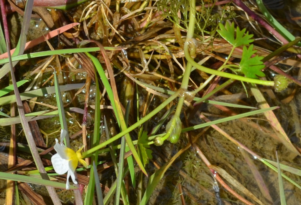 Record of Common Water-crowfoot (Ranunculus aquatilis)