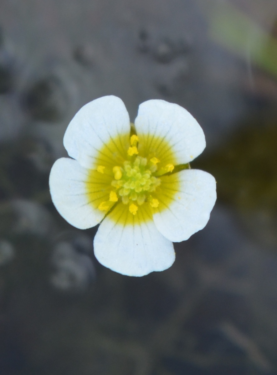 Record of Common Water-crowfoot (Ranunculus aquatilis)