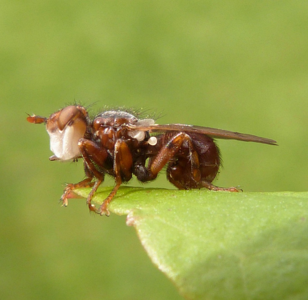 Myopa Testacea Naturespot