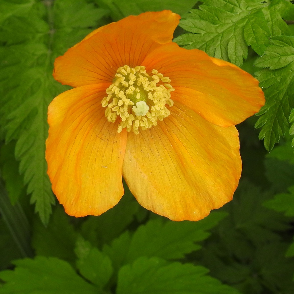 Welsh Poppy NatureSpot   O 1bffmmkhe1eh014tqq8tnkepb7c 