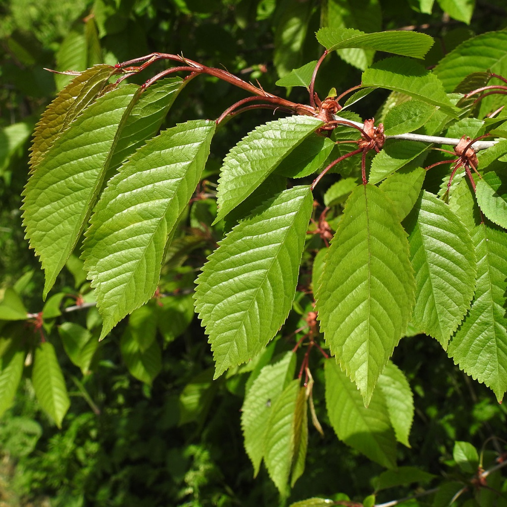 cherry leaf scientific name