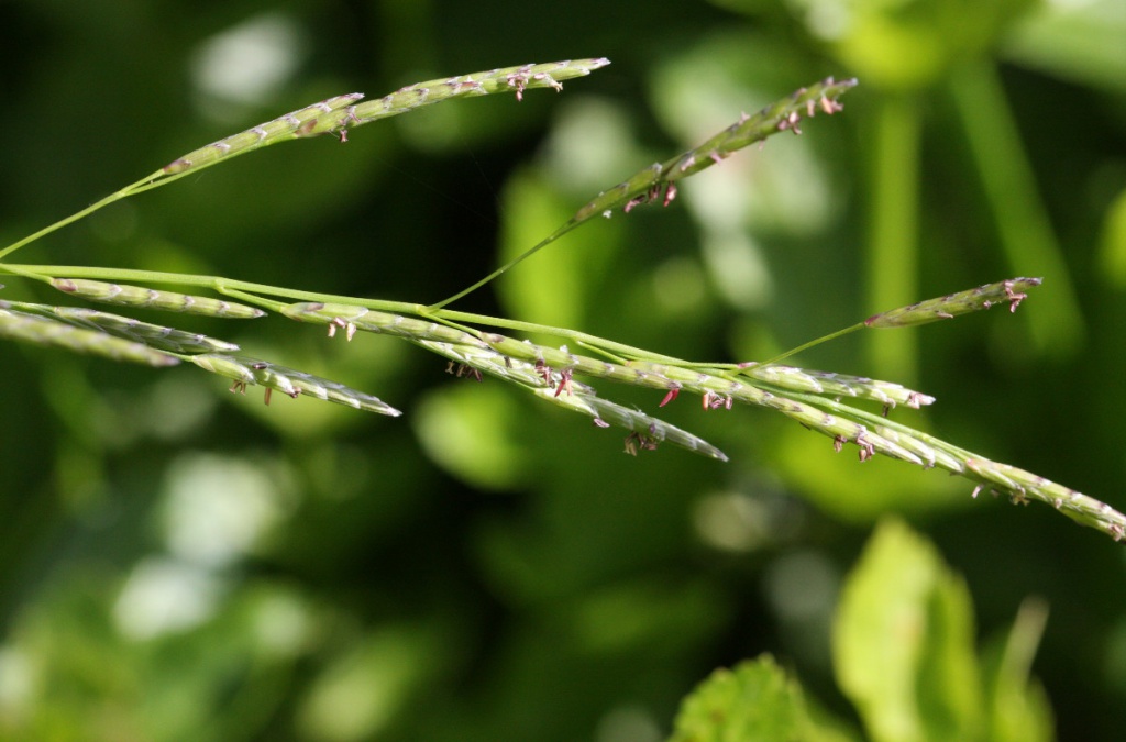 Irish Grasses - Floating Sweet-grass