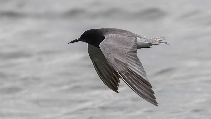Black Tern NatureSpot