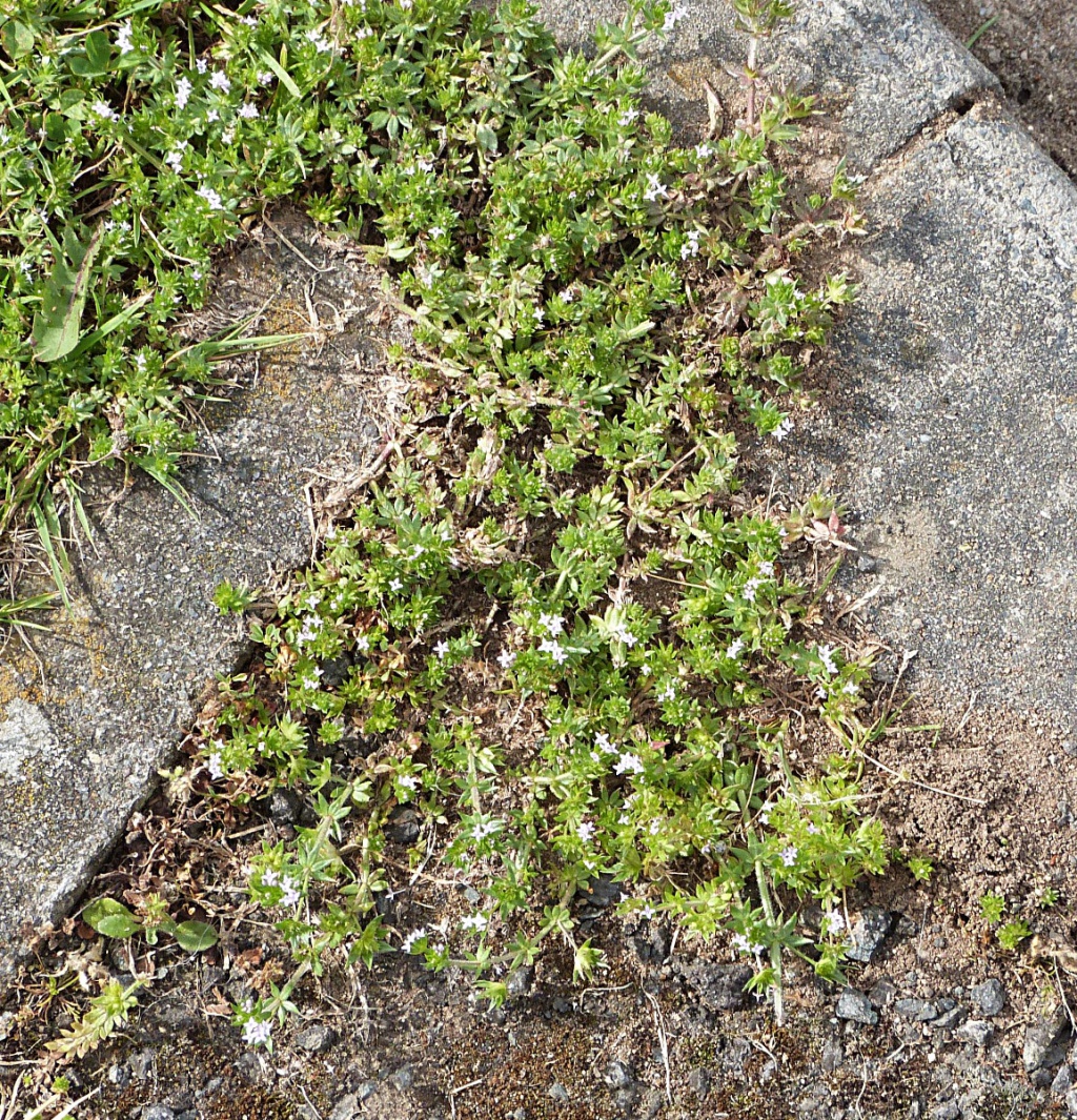 Field Madder | NatureSpot