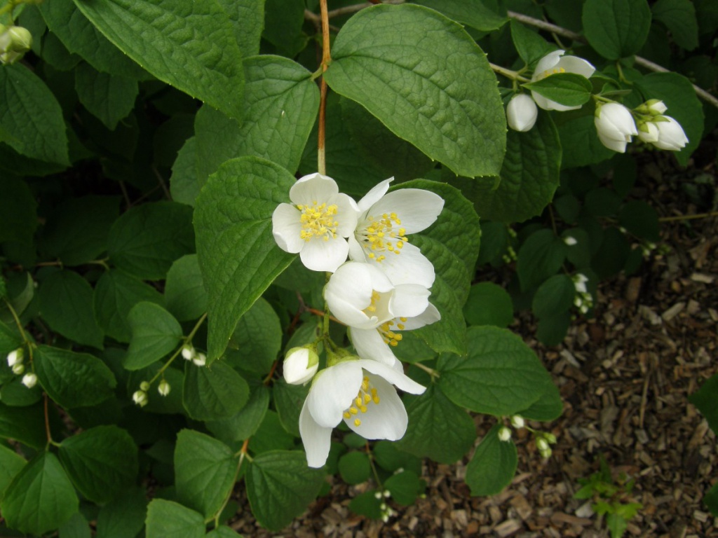 Mock-orange | NatureSpot