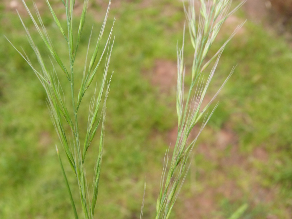 Rats Tail Fescue Naturespot