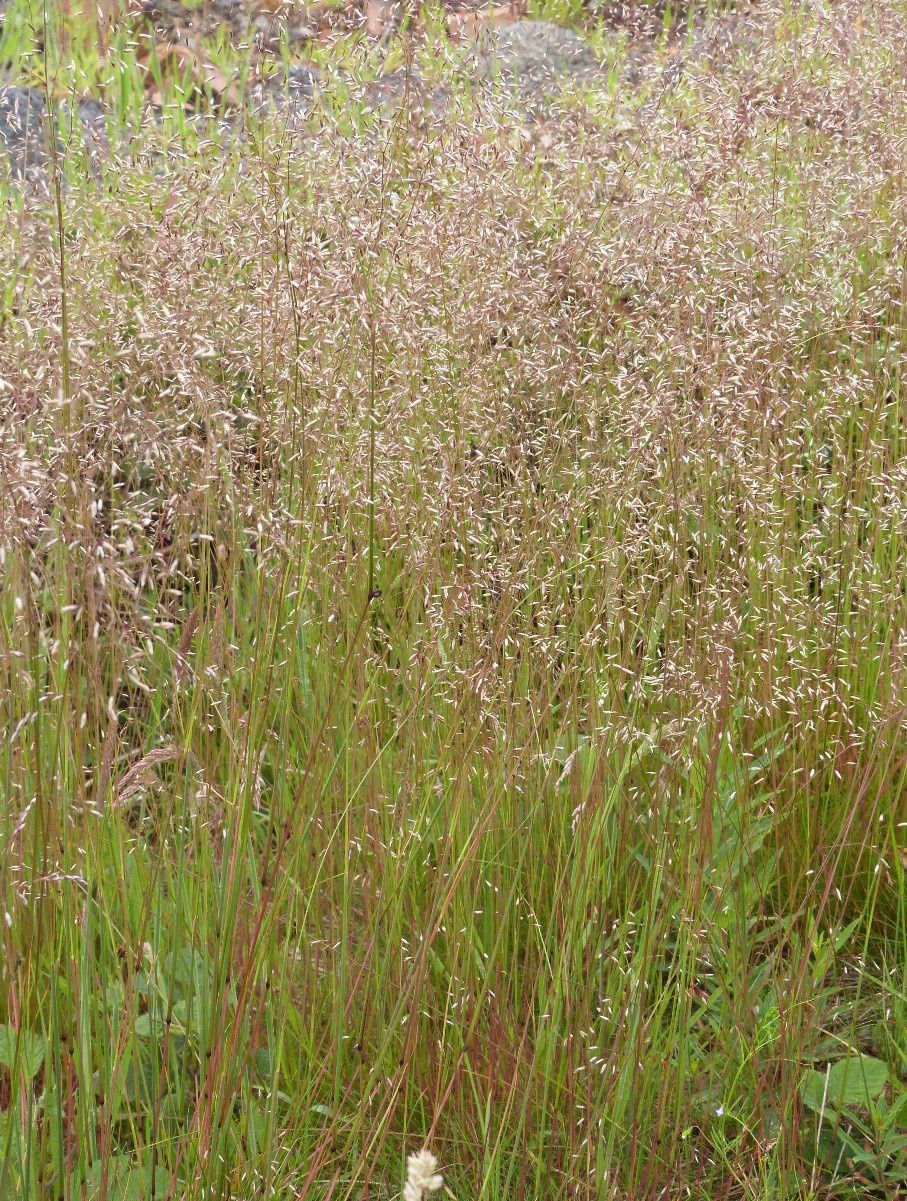 Wavy Hair-grass | NatureSpot