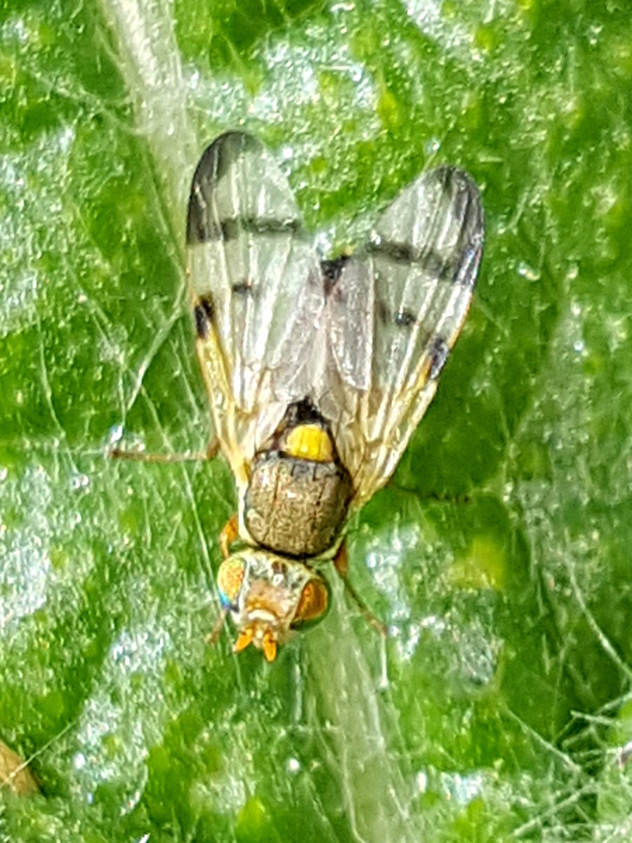 Urophora stylata NatureSpot
