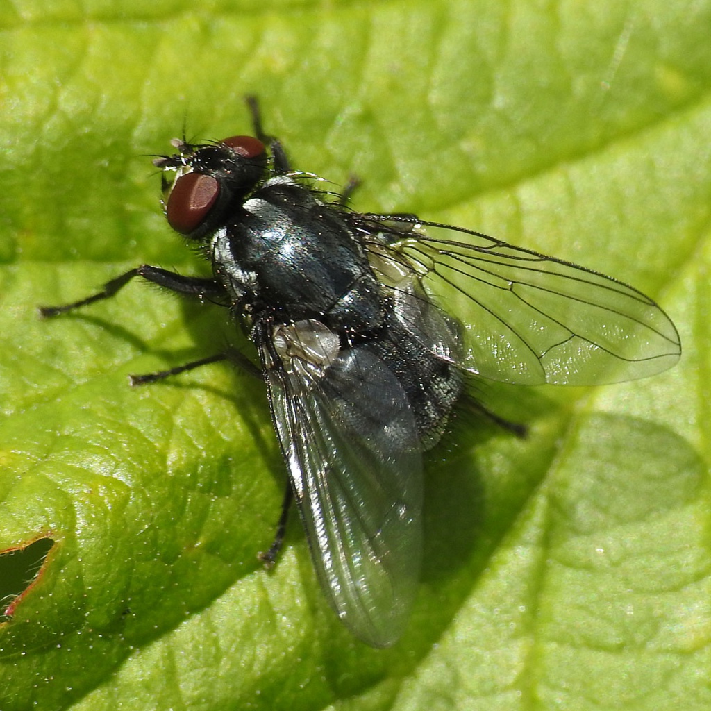 Morellia simplex | NatureSpot