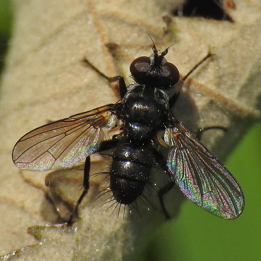 Phania funesta | NatureSpot