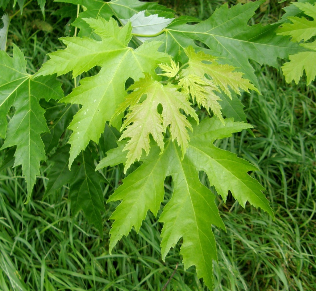 Silver Maple (Acer saccharinum)