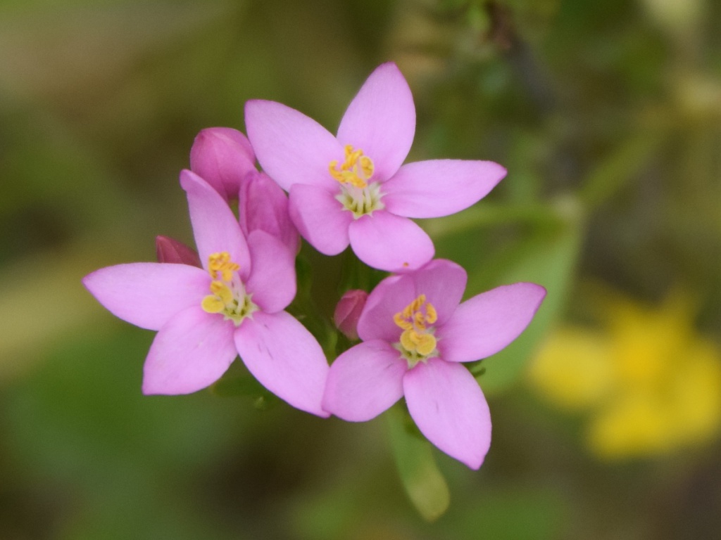 Common Centaury | NatureSpot