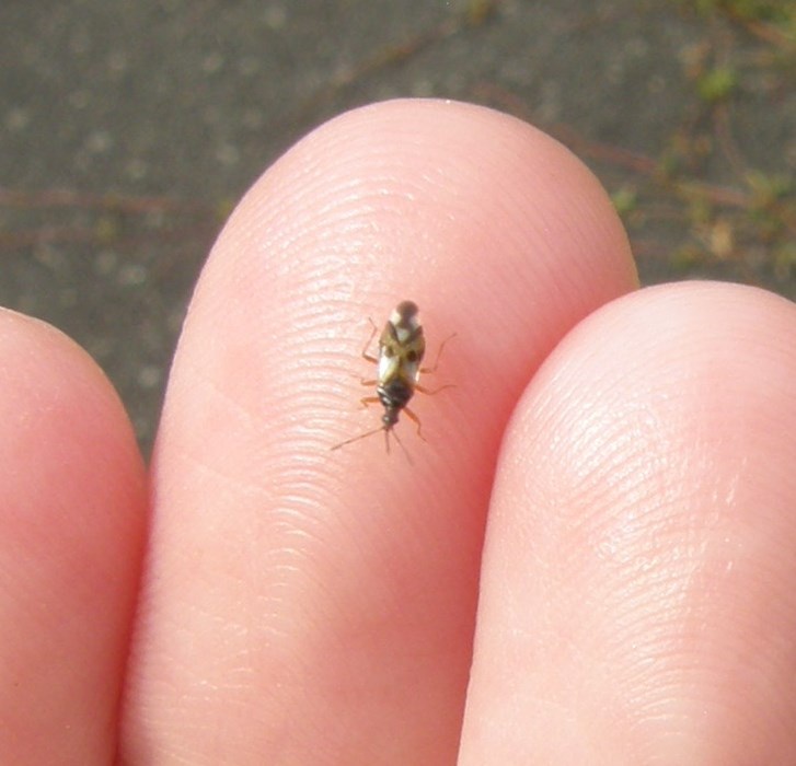 common-flower-bug-naturespot