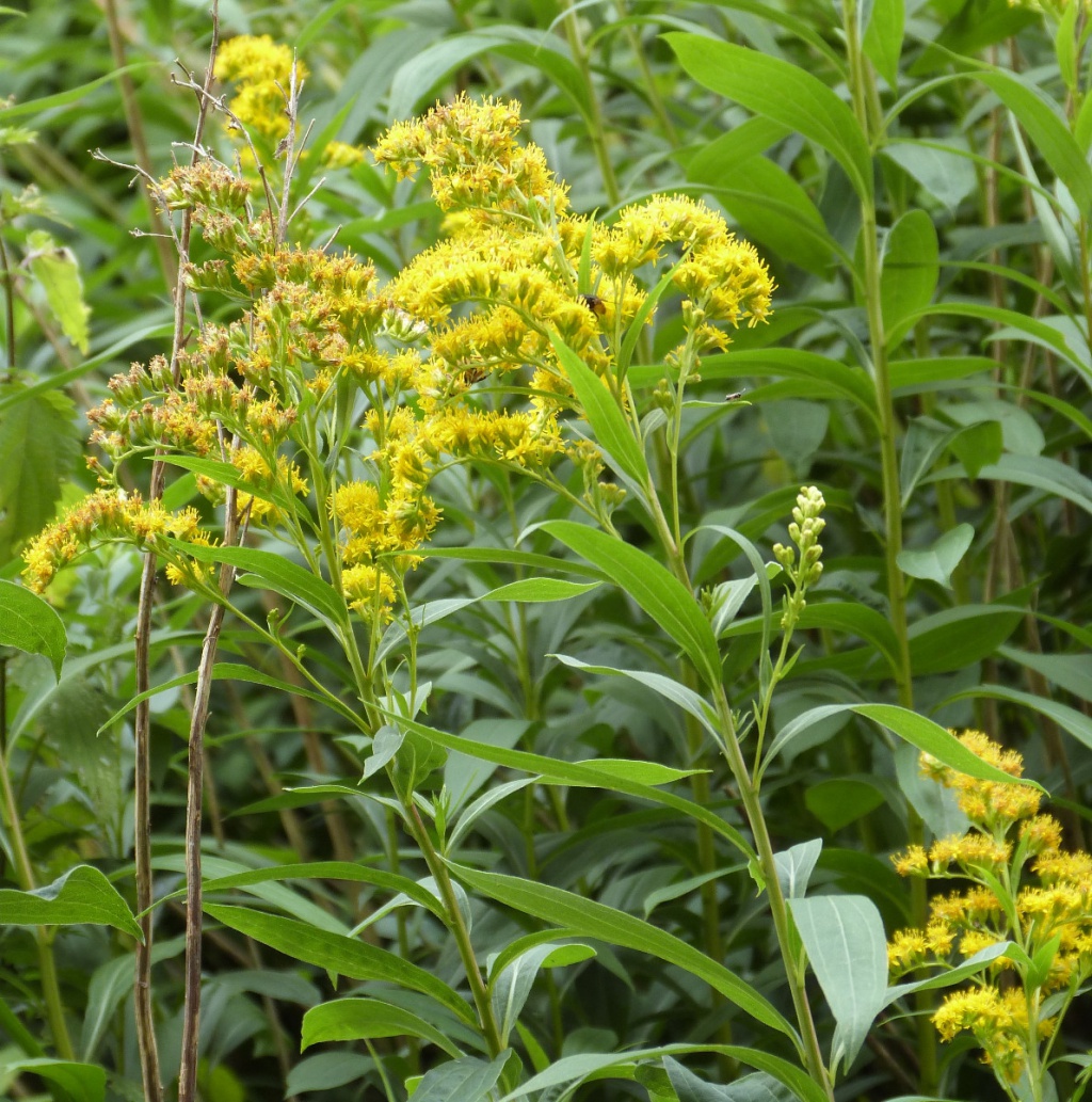 Early Goldenrod | NatureSpot