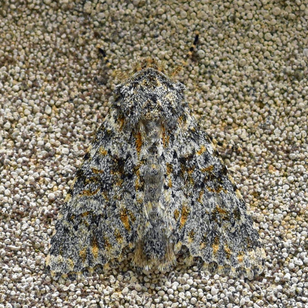 Large Ranunculus | NatureSpot
