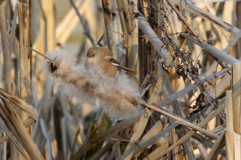 Bearded Tit