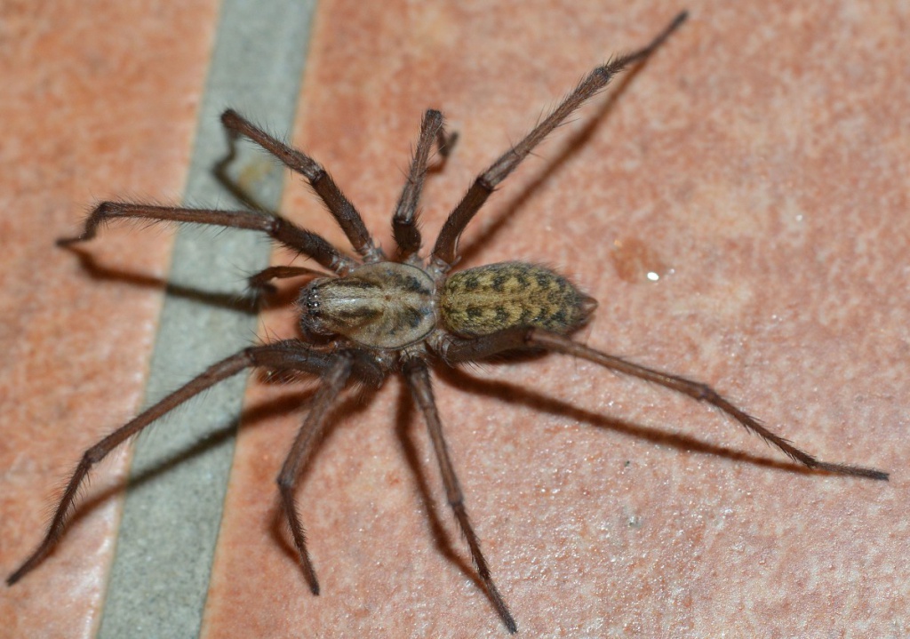 Photo - Common House Spider - Eratigena atrica 