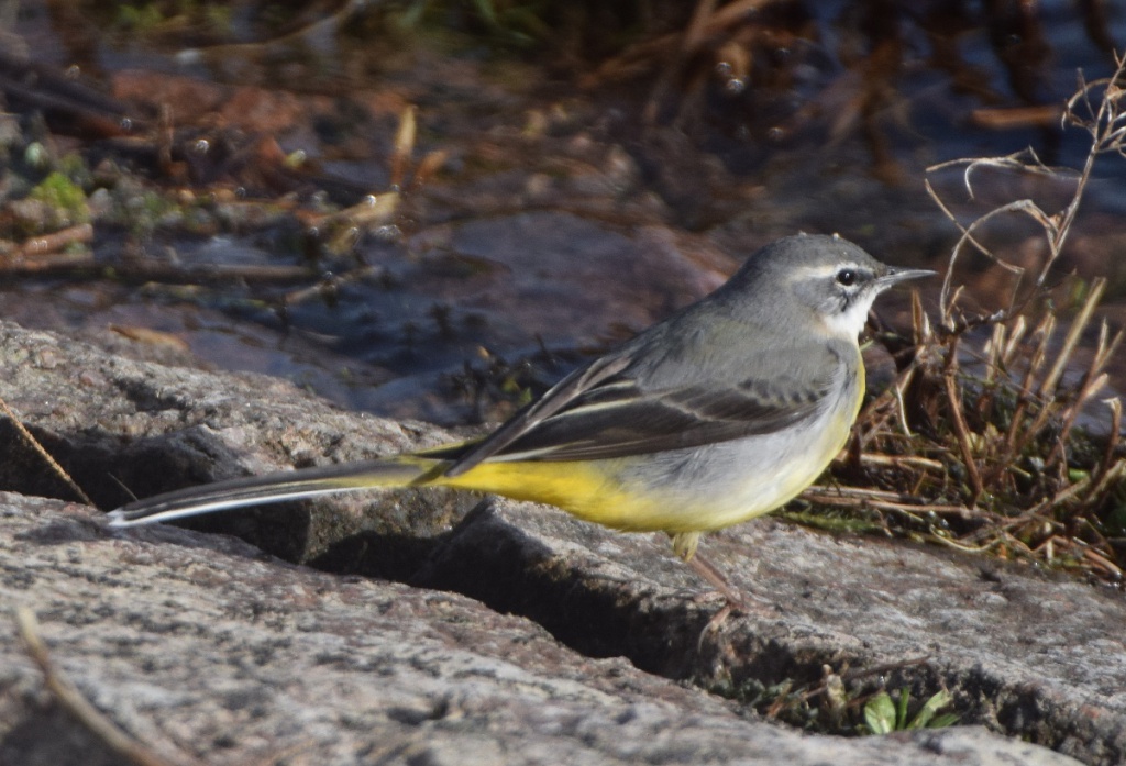 grey wagtail