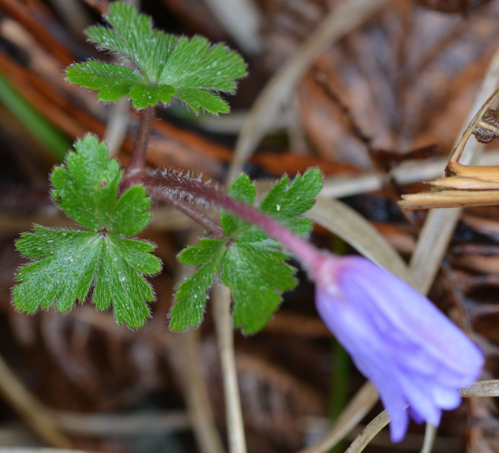 blanda melanotan Balkan Anemone