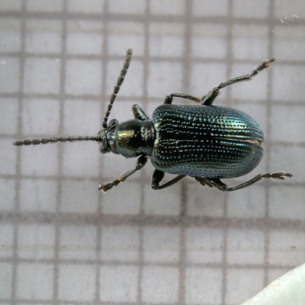Ocellate Rove Beetles - Subfamily Omaliinae Photo Gallery by