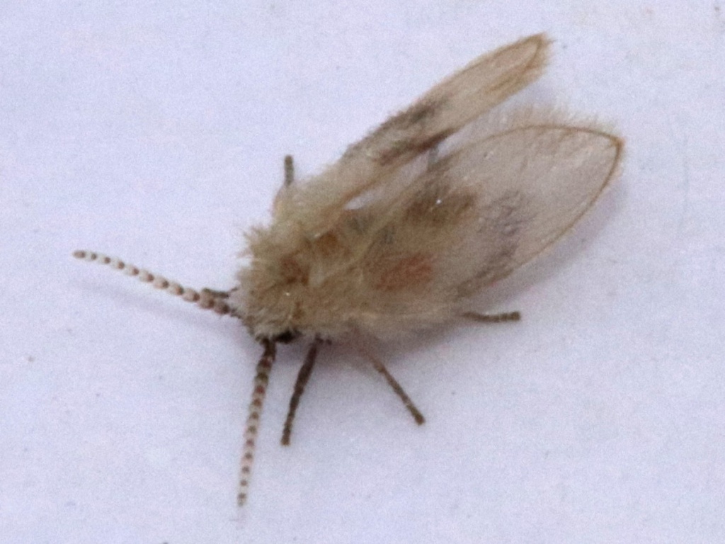 drain fly - Psychoda spp.