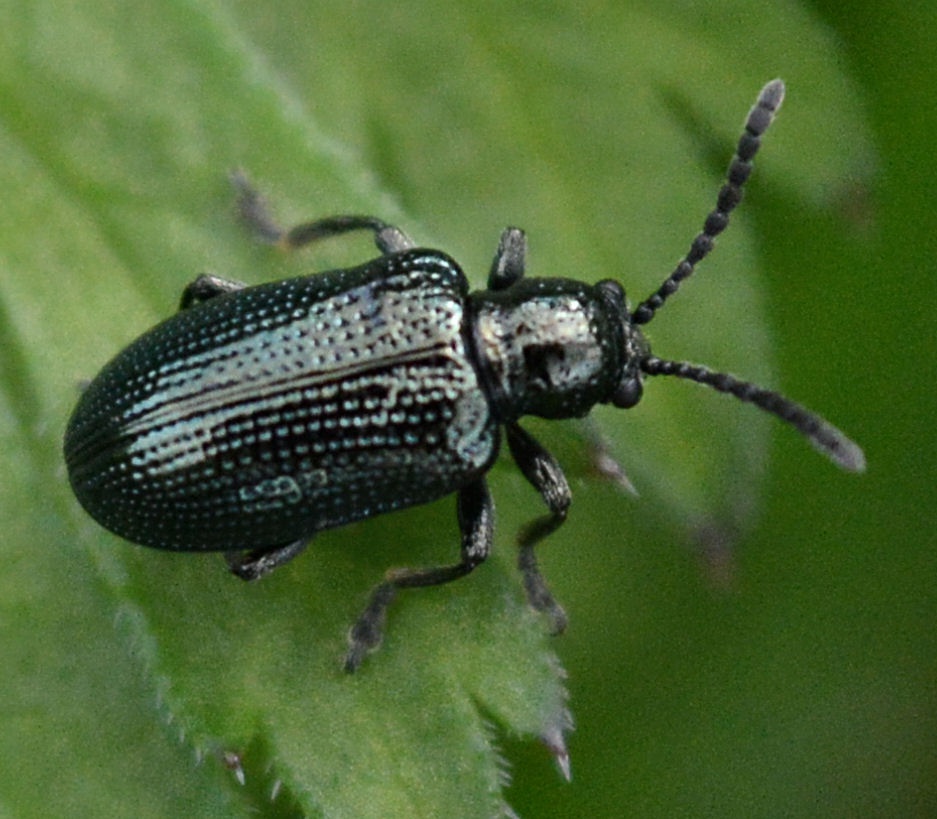 Black Cactus Longhorn Beetle (Moneilema armatum) - Joel Sartore