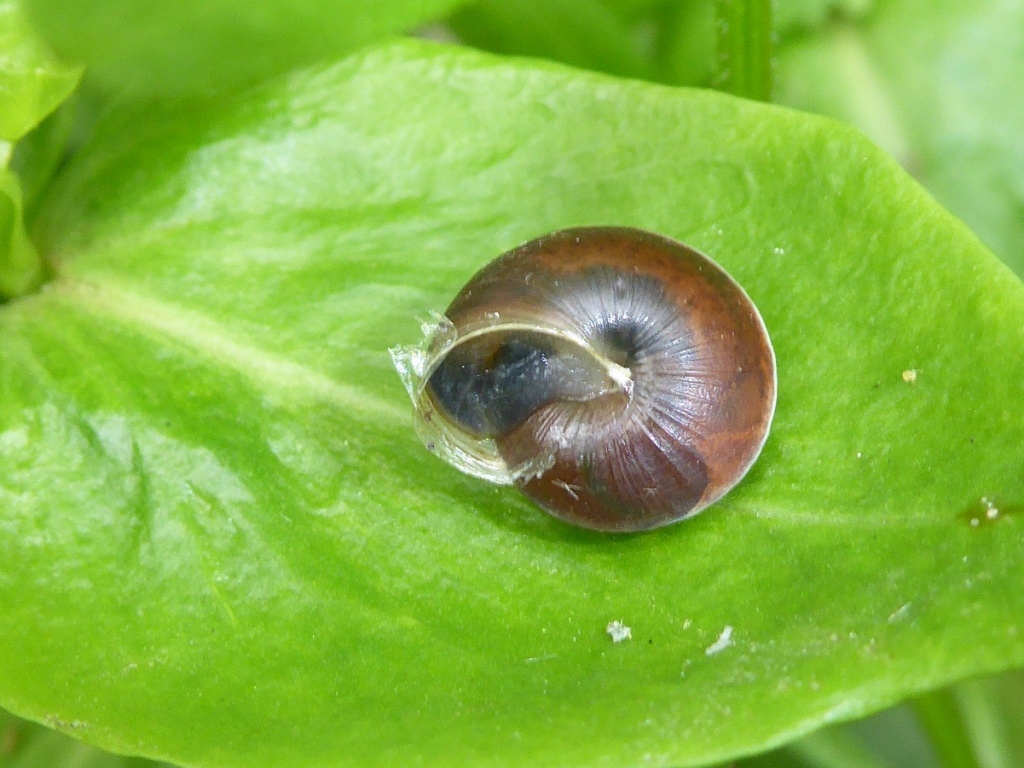 Girdled Snail | NatureSpot