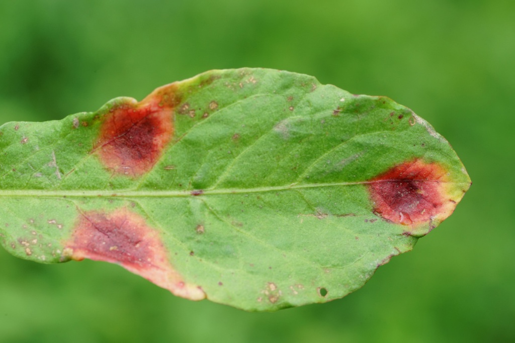 Puccinia phragmitis | NatureSpot