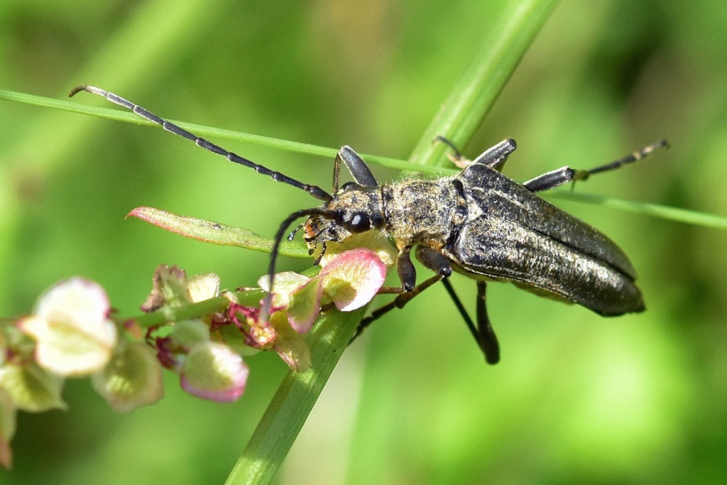 Stenocorus meridianus | NatureSpot